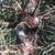 Cytospora canker on a spruce tree